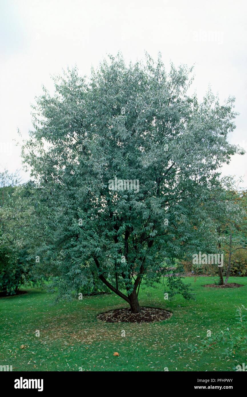 Elaeagnus angustifolia (Russian olive or Oleaster), tree in garden Stock Photo