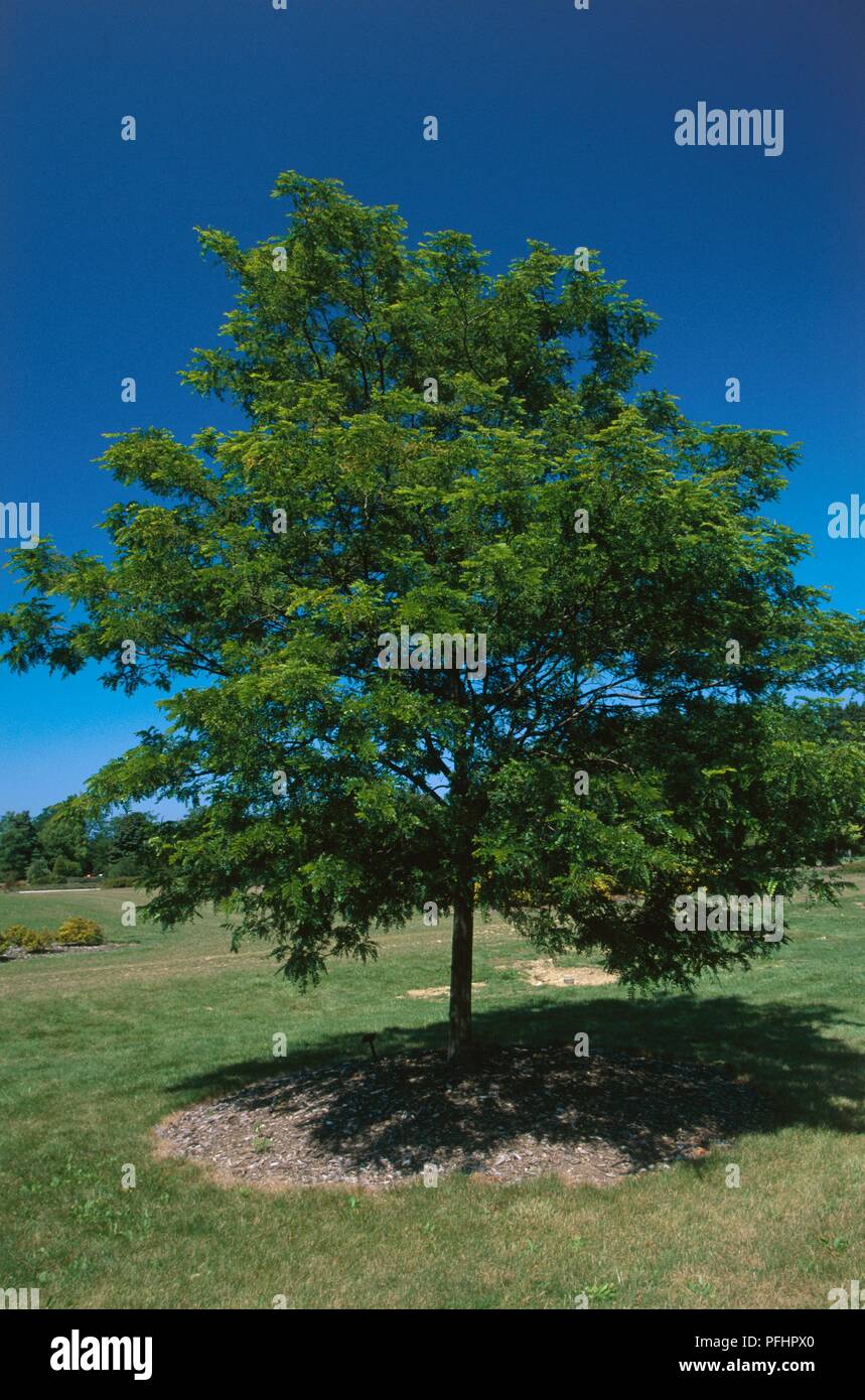 Gleditsia triacanthos 'True Shade' (Honey locust), tree in park Stock Photo