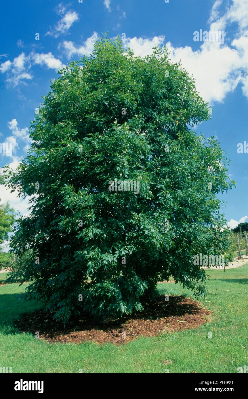 Fraxinus pennsylvanica (Green ash or Red ash), tree in park Stock Photo