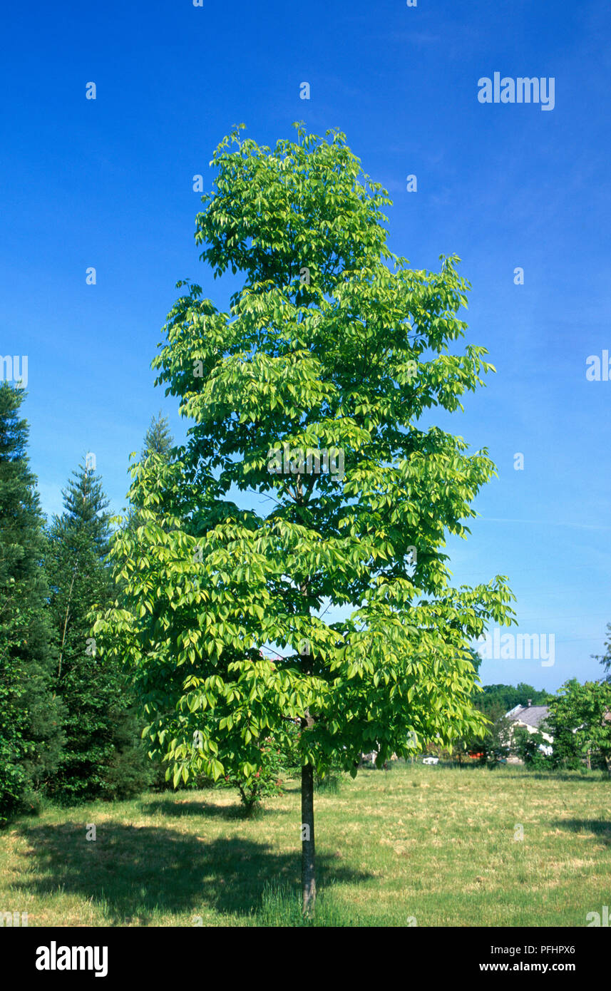 Fraxinus americana 'Autumn Purple' (White ash) Stock Photo