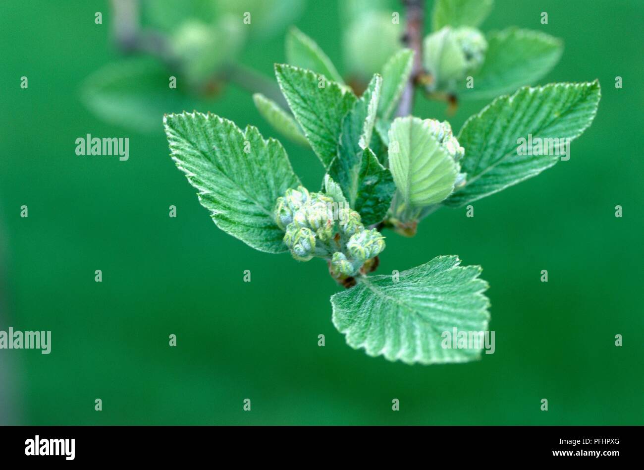 Sorbus mougeotii (Vosges Whitebeam), flower buds and mid-green pinnate leaves Stock Photo