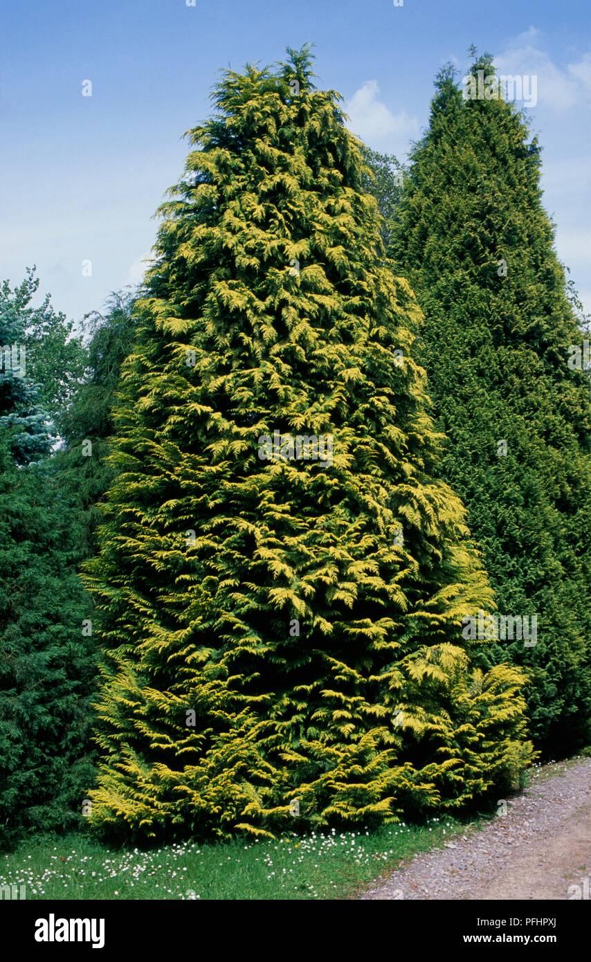 Chamaecyparis lawsoniana 'Moerheimii' (Lawson's cypress), conical tree with yellow-green leaves Stock Photo