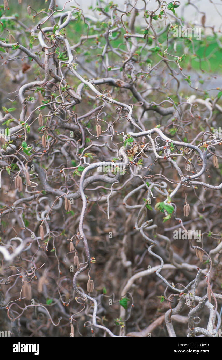 Corylus avellana 'Contorta', twisted Corkscrew Hazel branches, elevated
