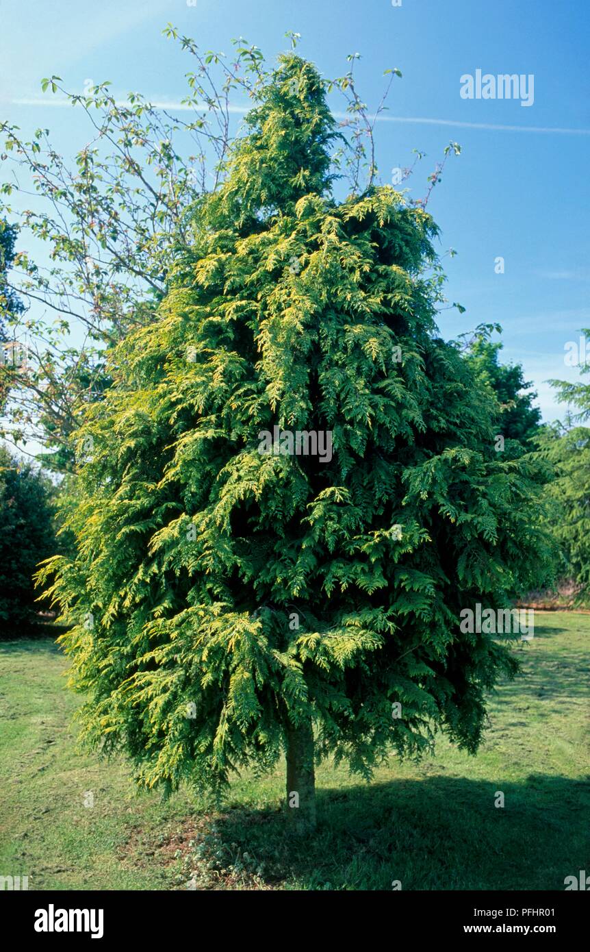 Chamaecyparis lawsoniana 'Stewartii' (Lawson's cypress) tree in park Stock Photo