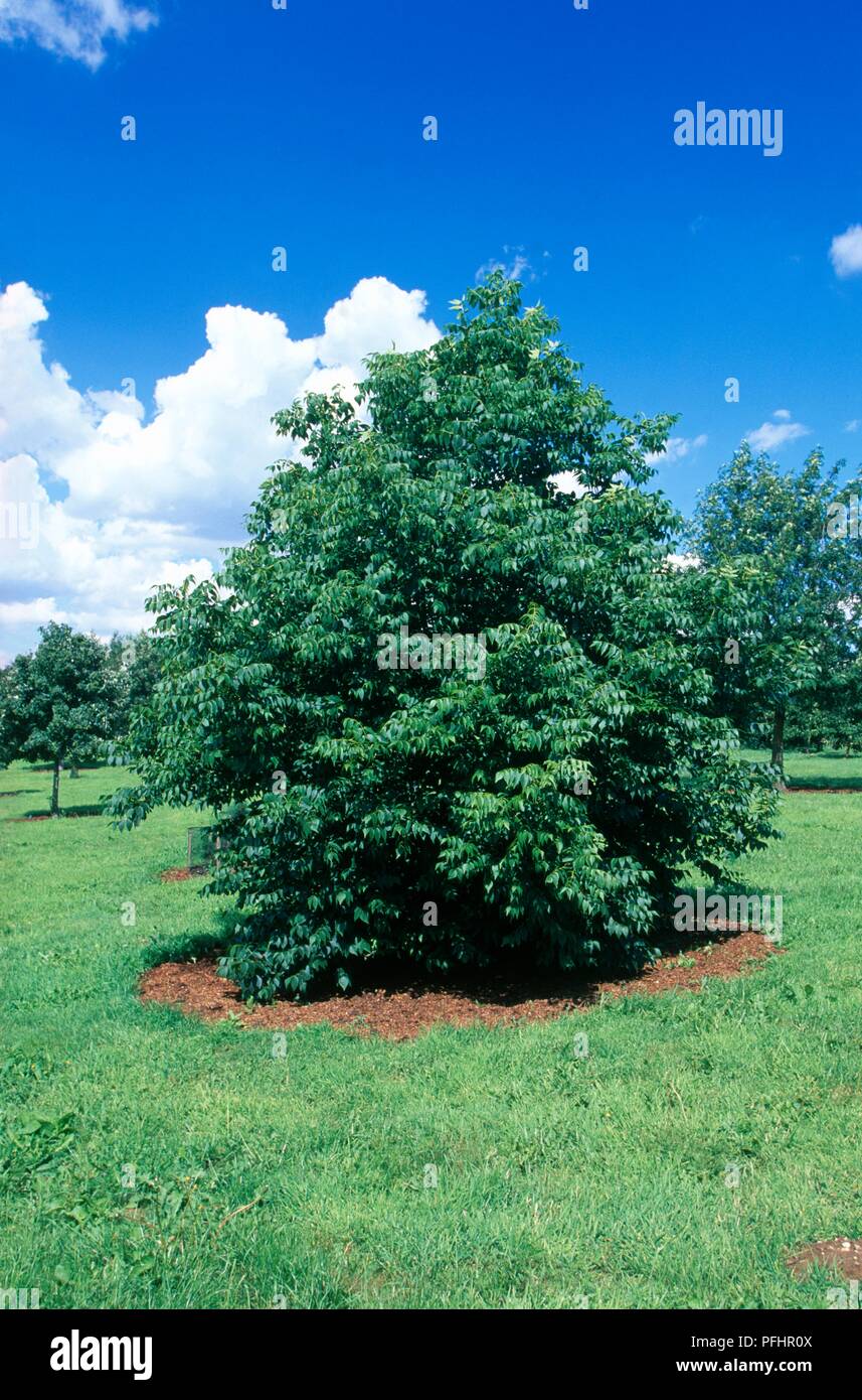 Fraxinus quadrangulata (Blue ash), tree in parkland Stock Photo