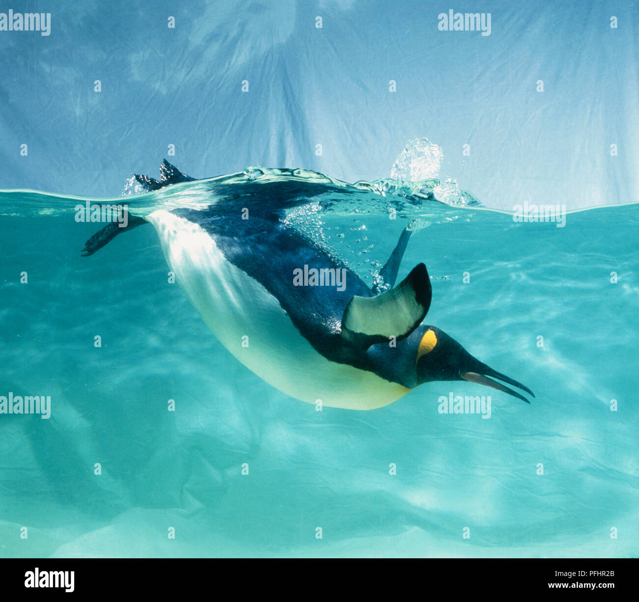 King penguin (Aptenodytes patagonicus) diving underwater, side view