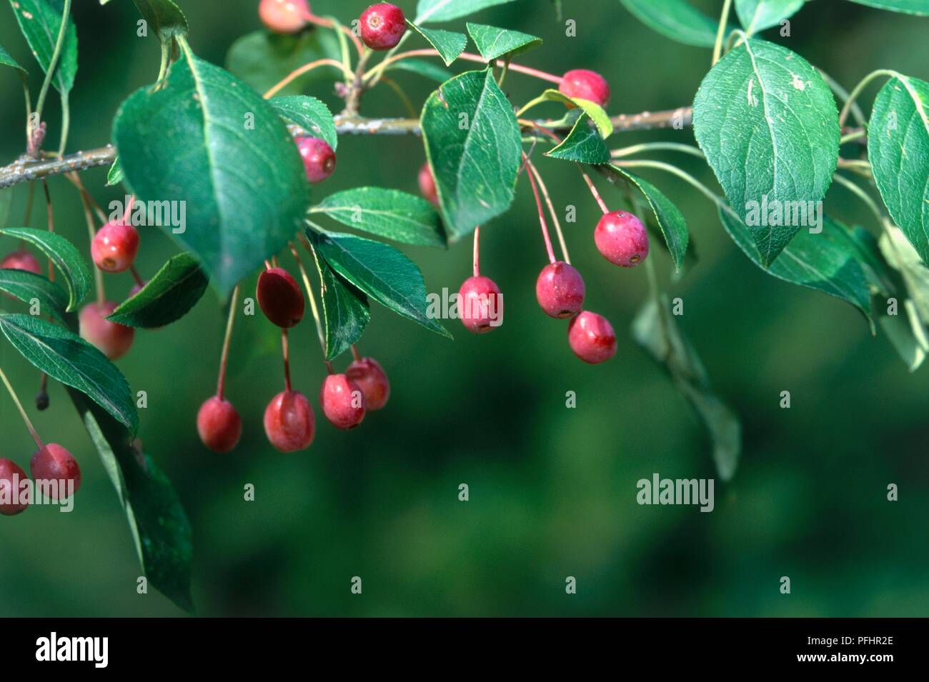 Malus sieboldii (Siebold's crabapple), red fruit on thin branchlet Stock Photo