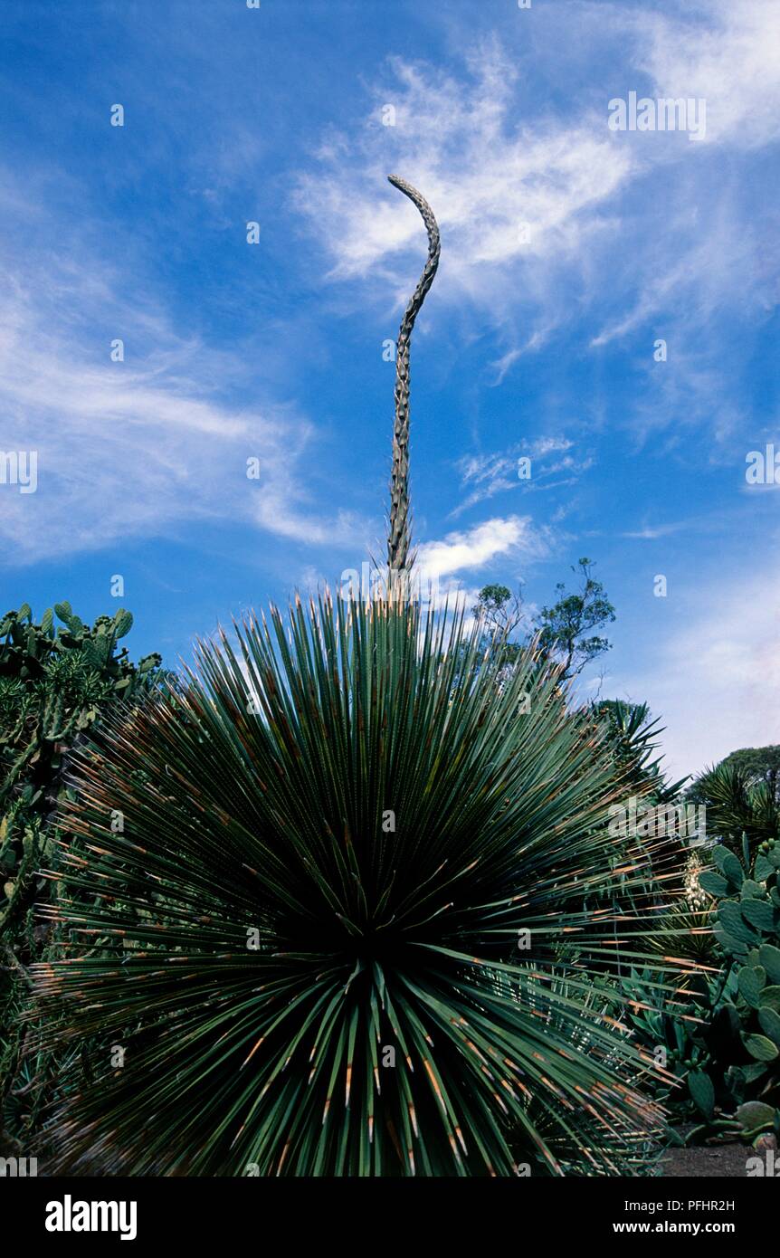 Dasylirion acrotrichum (Green desert spoon), plant with long thin
