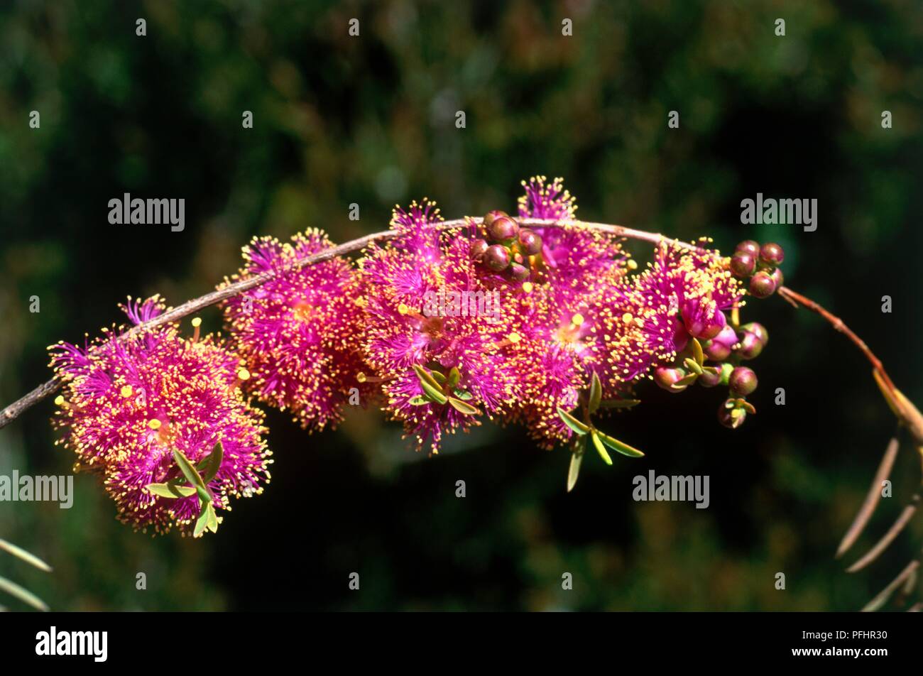 Melaleuca radula (Graceful Honey-myrtle), abundance of tiny pink flowers on thin stem Stock Photo