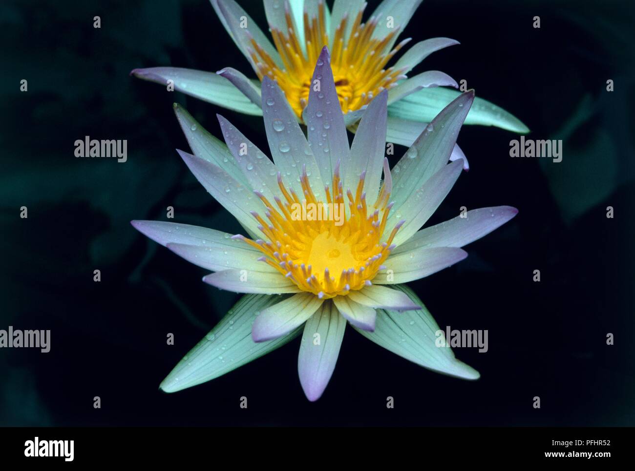 Nymphaea x daubenyana (Water lily), yellow and white flower heads with drops of water on the petals Stock Photo