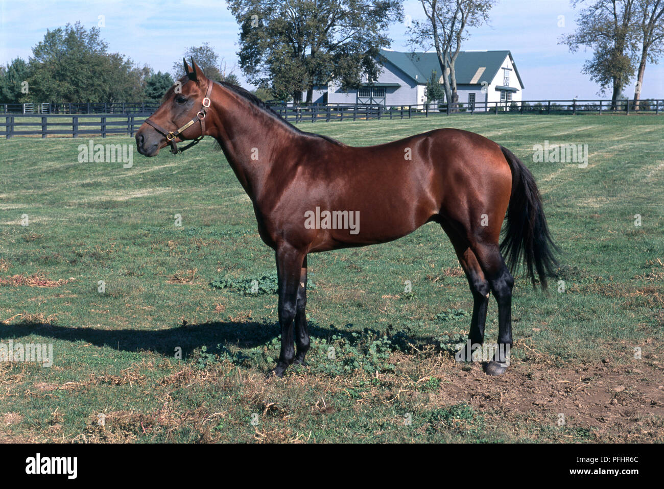 Bay American Standardbred horse standing in enclosed paddock with house in distance Stock Photo