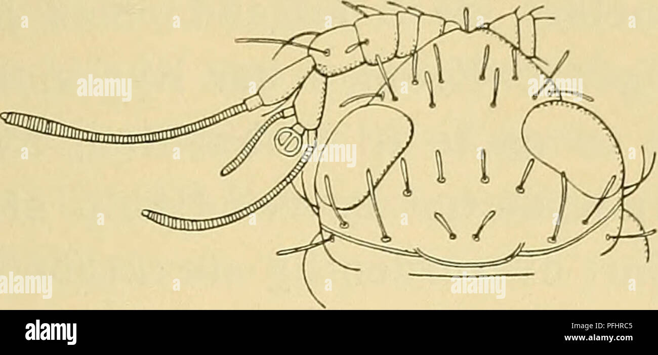 . Danmarks fauna; illustrerede haandbøger over den danske dyreverden... 25 4. P. gråcilis H. J. Hansen. „Øjnene" er brede, ikke saa lange som hos foreg. Art; deres indbyrdes Afstand kun lidt kortere end Læng- den af et enkelt „Øje". — Hovedets Børster næsten som hos P. vulgaris.. Fig. 20. P. gråcilis Hansen. Hoved med venstre Antenne, set fra oven. (Efter Hansen).. Please note that these images are extracted from scanned page images that may have been digitally enhanced for readability - coloration and appearance of these illustrations may not perfectly resemble the original work.. D Stock Photo