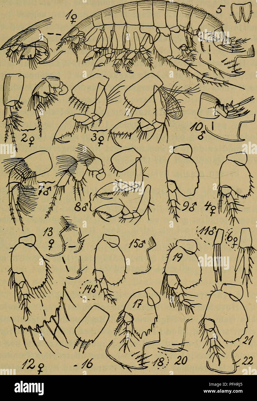 . Danmarks fauna; illustrerede haandbøger over den danske dyreverden... 141. Fig. 27. Harpinia. 1 — 11 : H. antennaria (Følehorn af $, to første Par Ben af $, 7. Par Ben af $, Haleplade, 3. Halefod af $, Føle- horn af $, to første Par Ben af ?, 7. Par Ben af $, 3. Bag- kropsled og Hale af &lt;J, 3. Halefod af $. — 12—15: H. crenu- lata (7. Par Ben af $, 3. Bagkropsled af $ og c?, 7. Par Ben af #). — 16—18: H. pectinata (Sideplade til 2. Par Ben, 7. Par Ben, 3^ Bagkropsled). — 19—20: H. truncata (7. Par Ben, 3. Bag- kropsled). — 21—22: H. lævis (samme Dele).. Please note that these images are e Stock Photo