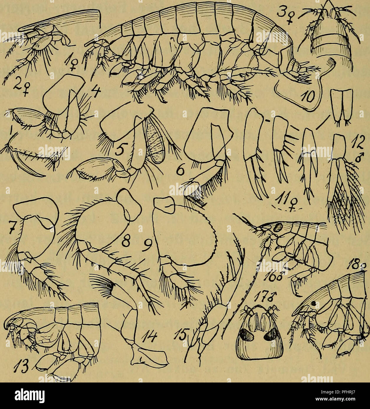 . Danmarks fauna; illustrerede haandbøger over den danske dyreverden... 136 hvis 3.—7. Led tilsammen kun er ca. dobbelt saa lange som de tilsvarende Led i 5. og 7. Par Ben, saa at hele. Fig. 26. 1 — 12: Phoxocephalus Holbolli (Hoved af $ fra Siden og fra Ryggen, to første Par Ben, 4.—7. Par Ben, 3. Bagkrops- led, Halefødder og Haleplade af $, 3. Halefod af #). — 13— 15: Leptophoxus falcatus (Hoved m. m., Kindbakke, Kæbefod).— 16—18: Paraphoxus oculatus (Hoved m. m. af &lt;$ og $). Benet ikke naar længere end omtrent til Bagkanten af 3. Bagkropsled. Farven varierer stærkt, kan svinge mellem bru Stock Photo