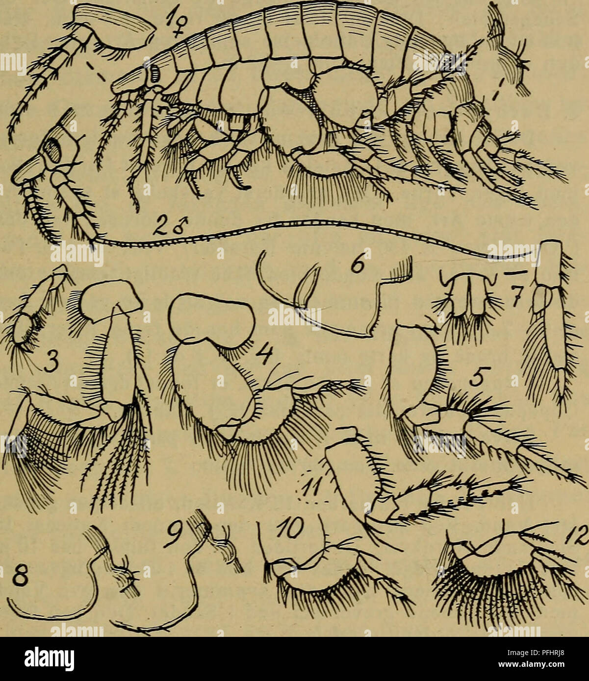 . Danmarks fauna; illustrerede haandbøger over den danske dyreverden... 131 2. Bathyporeia pelågica (Sp. Bate) (B. tenuipes Mei- nert) (Fig.25,8). Kendes let fra de andre nordiske Arter ved at have samme Børste- og Tornebesætning paa 1. Haleled som. Fig. 25. Bathyporeia. 1—7: B. guilliamsoniana (Hoved af o, to første Par Ben, 5. Par Ben, 7. Par Ben, to sidste Bagkropsled, 3. Halefod og Haleplade). — 8: B. pelågica (3. Bagkropsled og 1. Haleled). — 9—10: B. Robertsoni (3. Bagkropsled og 1. Hale- led, 5. Par Ben). — 11 — 12: B. pilosa (7- og 5. Par Ben). foreg. Art, men Baghjørnet af 3. Bagkrops Stock Photo