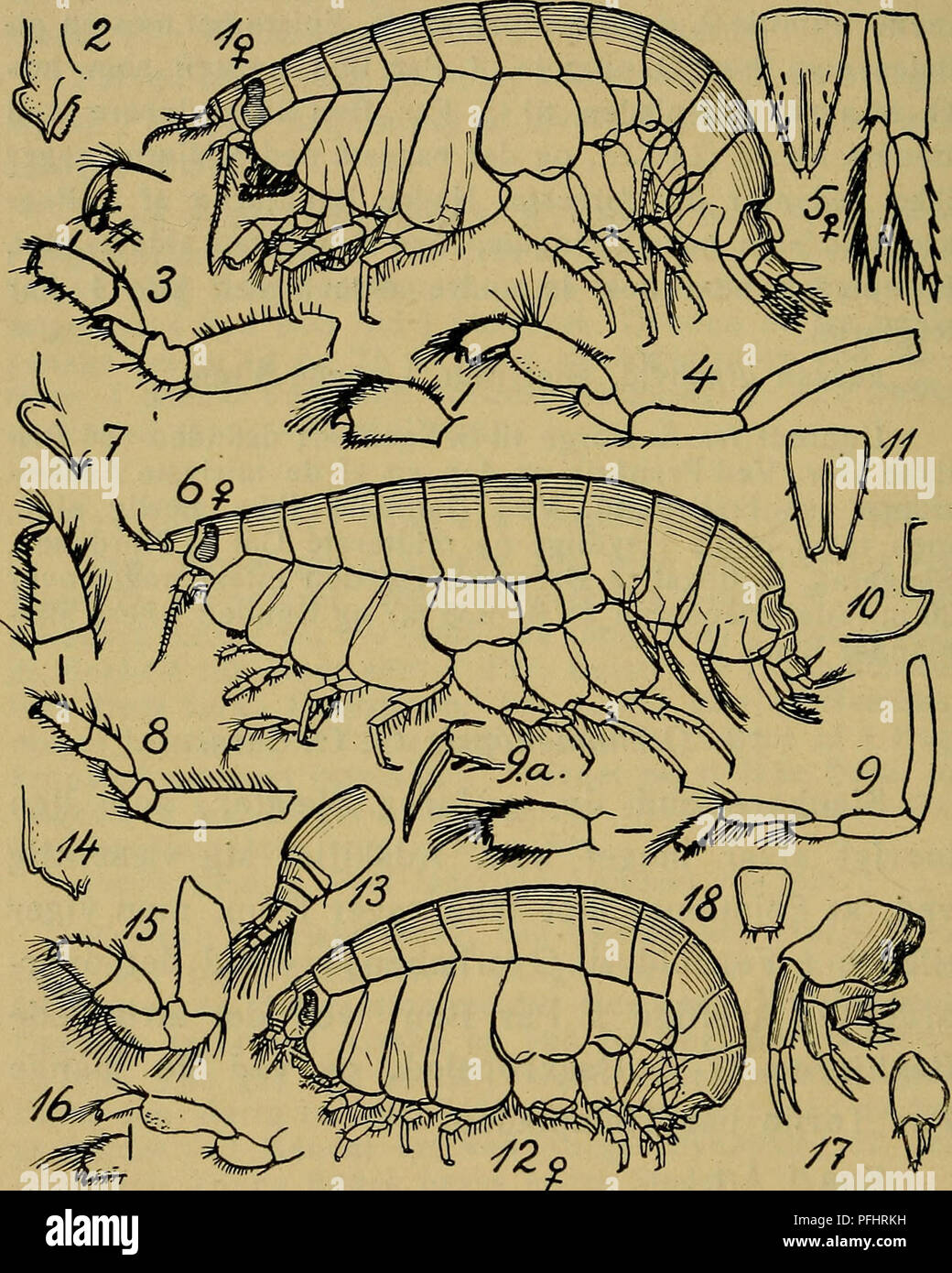 Danmarks fauna; illustrerede haandbøger over den danske dyreverden ...