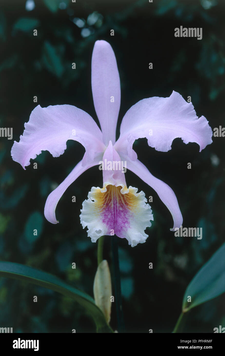 Cattleya trianae (Cattleya), pink orchid flower head, close-up Stock Photo