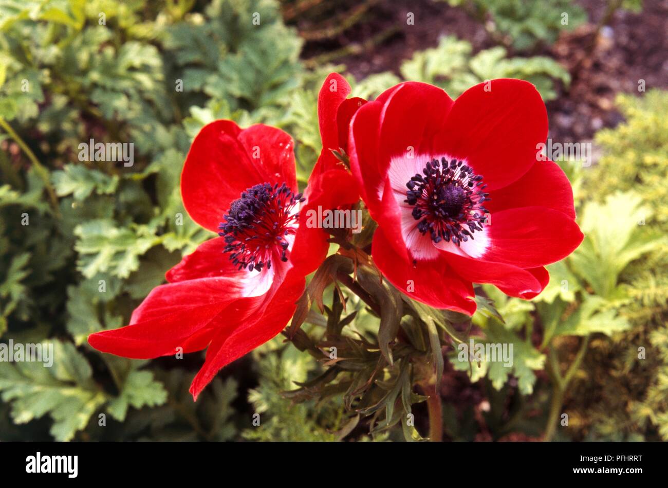 Anemone coronaria 'De Caen Group' (Poppy anemone), red flower heads