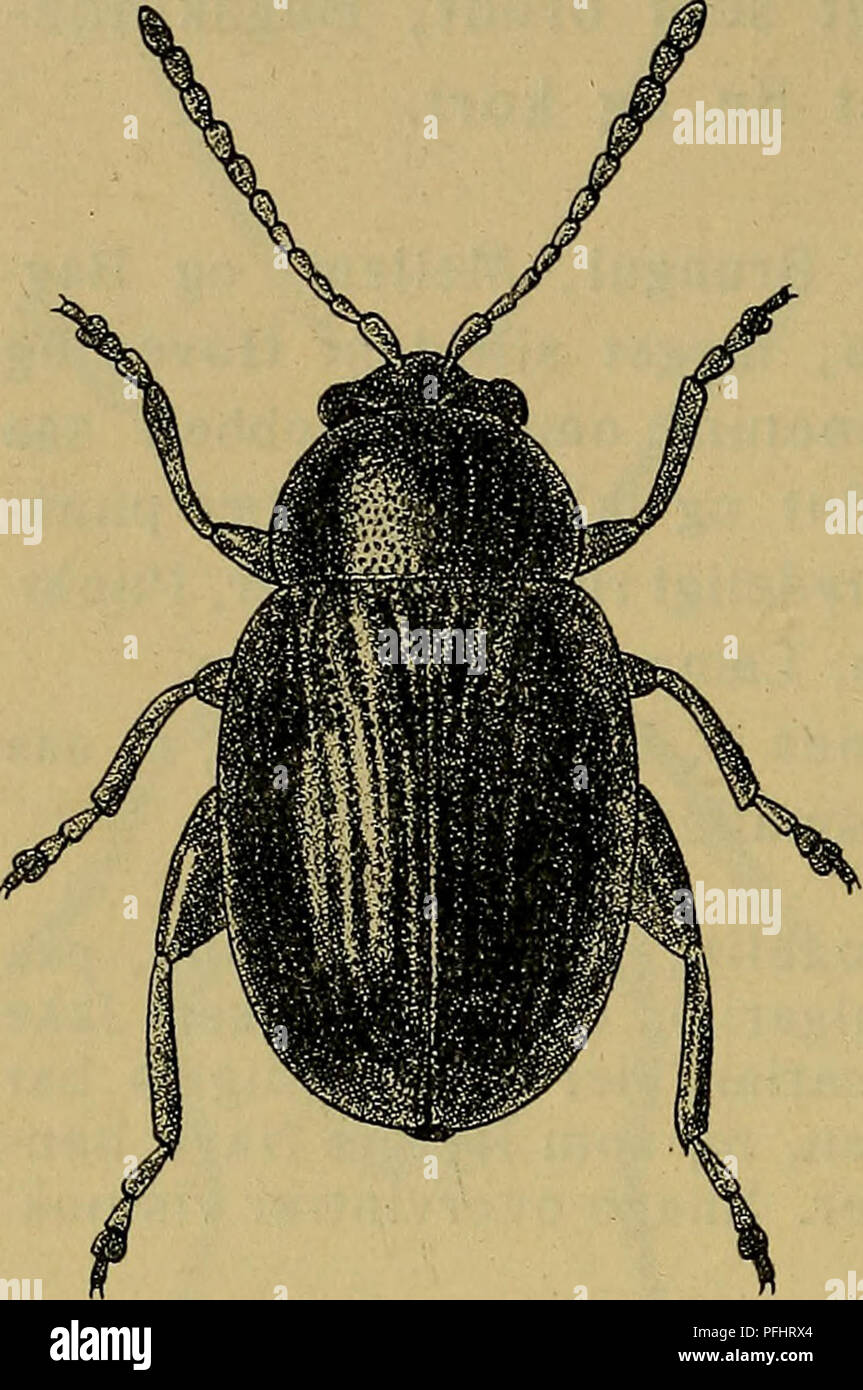 . Danmarks fauna; illustrerede haandbøger over den danske dyreverden... 176 og Tæthed, oftest ret kraftig og tæt. Vingedækkernes Punktrækker varierende i Styrke, oftest med ret kraftige og tæt stillede Punkter, bag- til kun meget lidt finere. Længde 1,5—2 mm. (^: Forføddernes 1. Fod- led udvidet, c. saa bredt som 3. Led (hos $ smallere). Almindelig paa Brombær (Rubus idaeus og caesius) og Jordbær (Fragaria vesca). Æglægning er iagttaget i Maj. Imago overvintrer vistnok. 5. Hippuriphila Foudr. Pandeknuderne smal- le, bagtil tydeligt af- grænsede; Hovedet paa hver Side tydeligt punk- teret. Pron Stock Photo