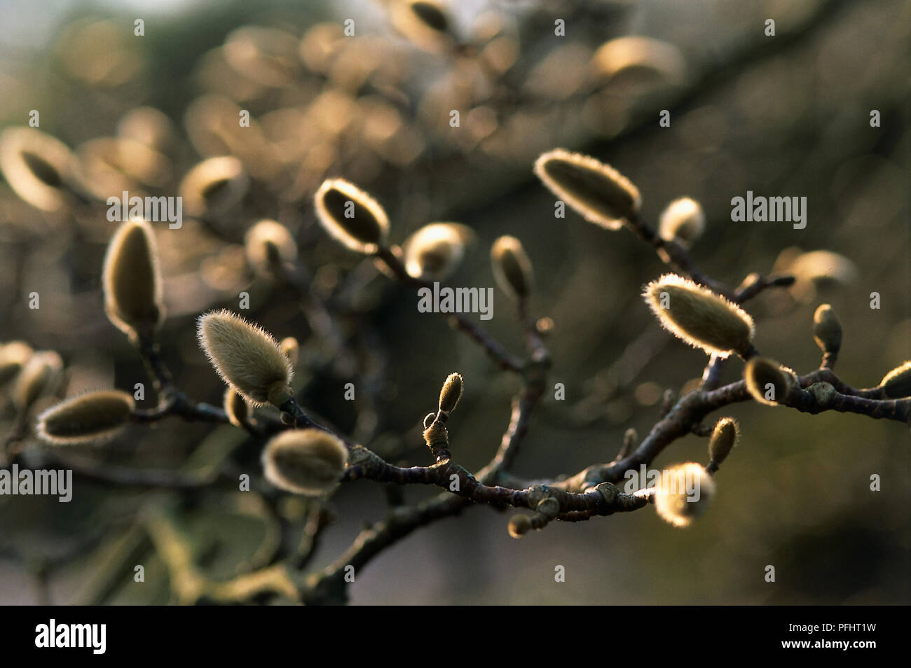 Magnolia propagation hi-res stock photography and images - Alamy