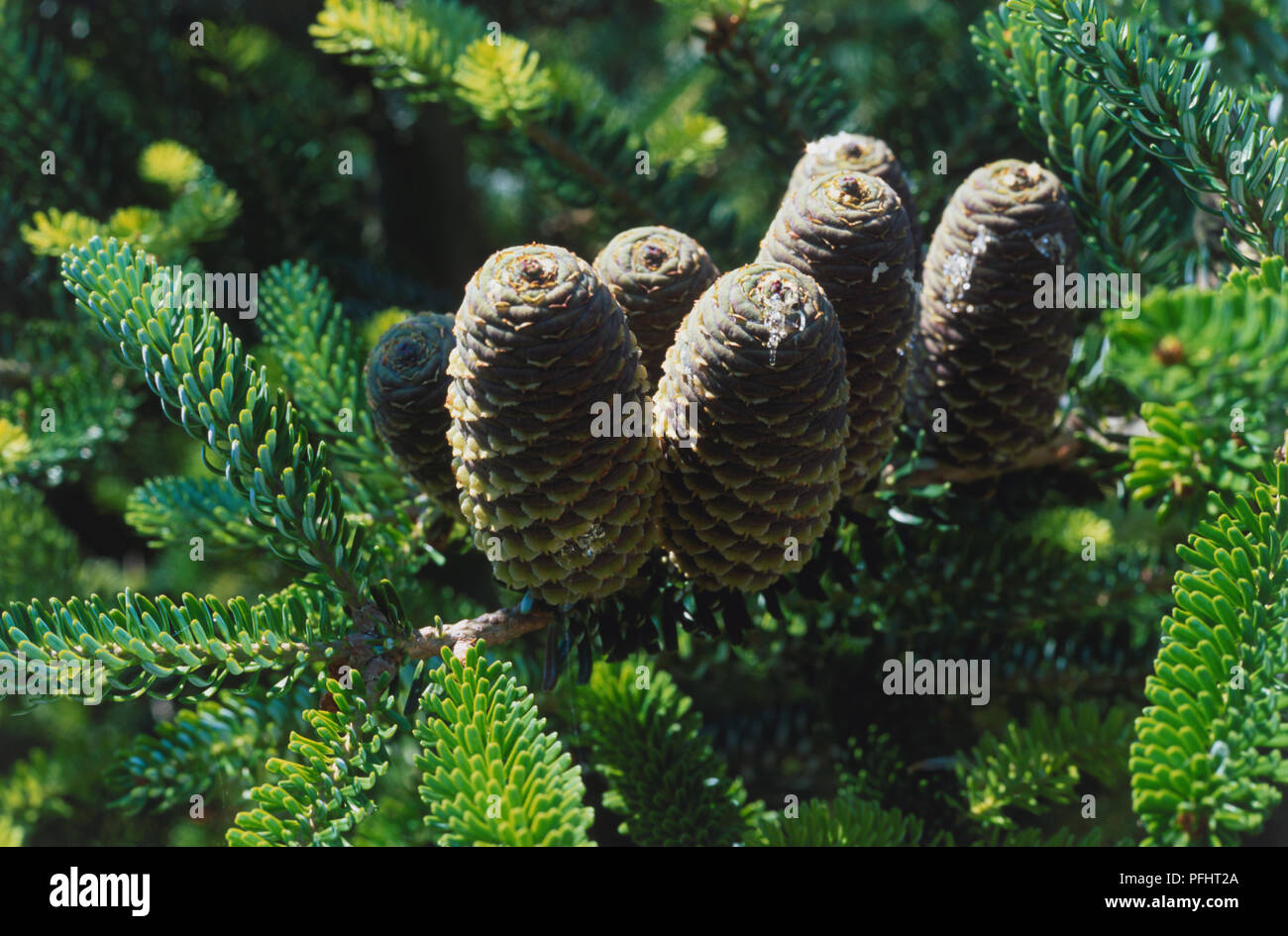 Thuja plicata 'Rogersii', cones, and green leaves, close-up Stock Photo