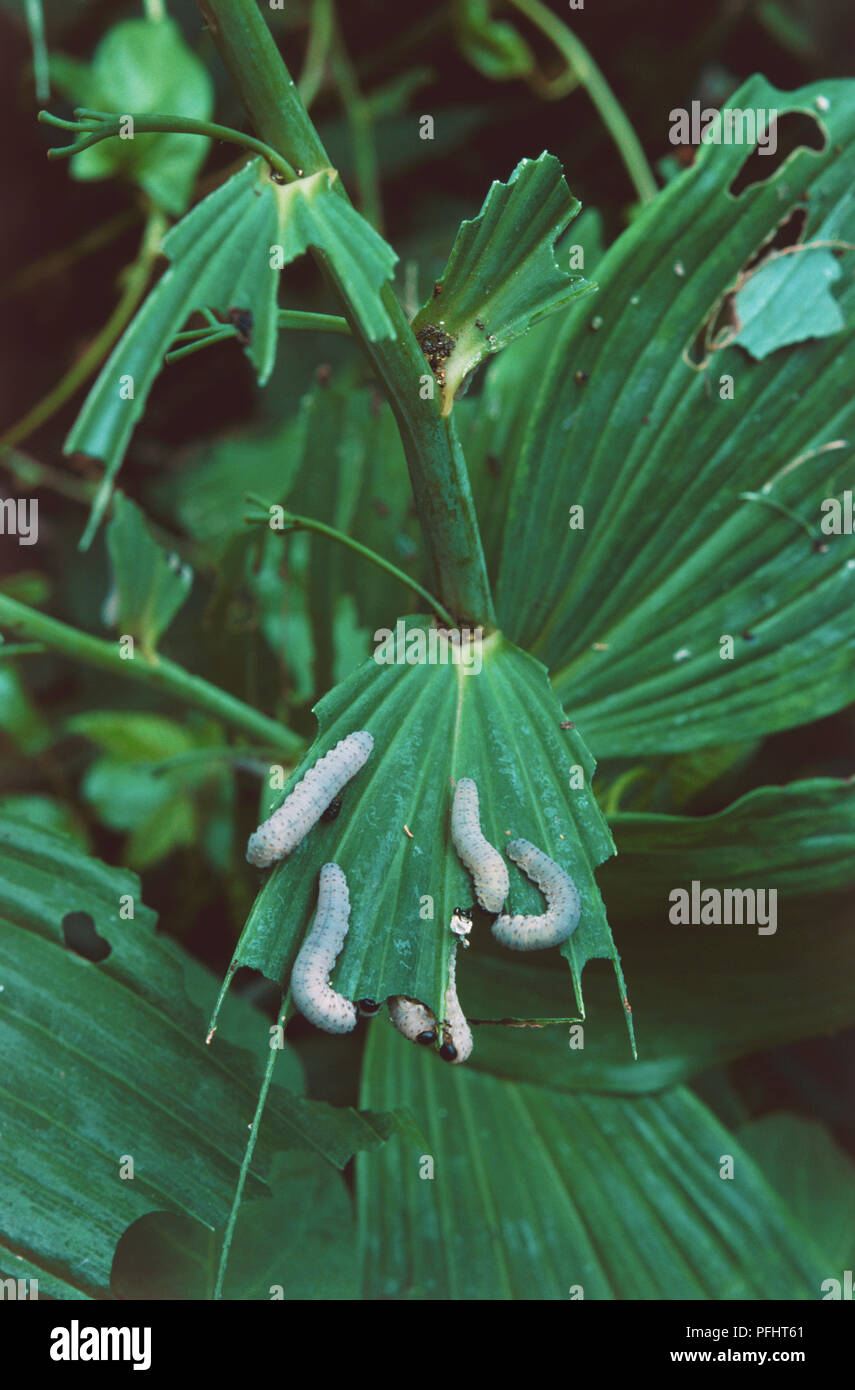 Phymatocera aterrima, Solomon's Seal Sawfly leaves being eaten by larvae, view from above. Stock Photo