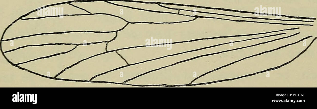 . Danmarks fauna; illustrerede haandbøger over den danske dyreverden... 57 1. G. (Ptilostena) sexguttata Dale, $. Hovedet lyst skifergraat, med mørkebrunlig Midtstribe. Palperne brunsorte. Følehornene mørkebrune. Thorax skifergraat, med fire mørkebrune Længdestriber, Bagkroppen mørke- brun; Bagkanten af de enkelte Segmenter med en smal, hvidlig Stribe, Brystets Sider graaduggede, hvidliggule, med mange mørkebrune Pletter. Svingkøllerne lange, hvid- lige, med sort Hoved. Benene lange og tynde, lysebrune; Laar og Skinneben med mørkebrun Spids. Vingerne klare, med kraftige, mørkebrune Ribber og m Stock Photo
