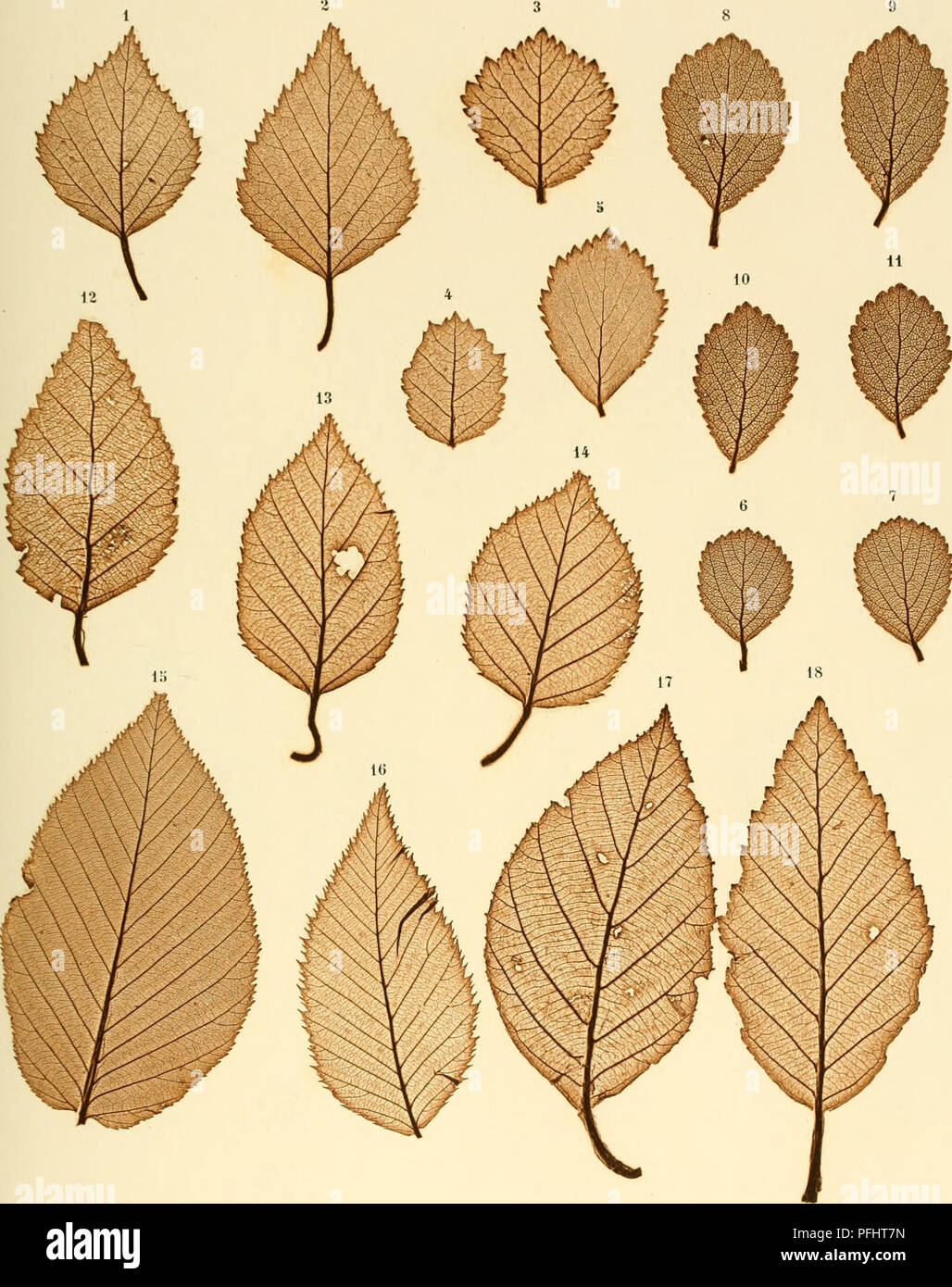 Betula h hi-res stock photography and images - Alamy