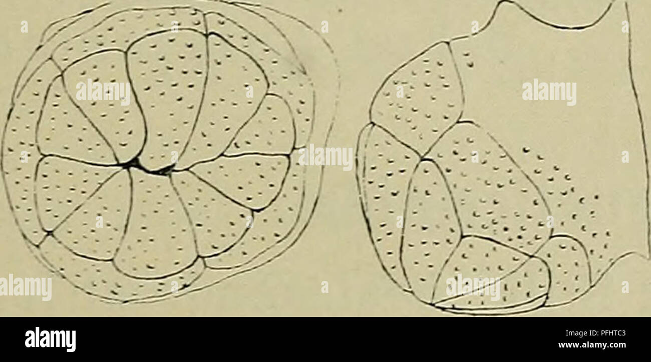 . Danmarks fauna; illustrerede haandbøger over den danske dyreverden... Fig. 5. Myzostoma cirriferum, Snylter paa Antedon peta- sus; med udstrakt Snabel. (Efter Loven). 7 G. forst.. Fig. 7. Cyathidium holopus. Set ovenfra og fra Siden. Restau- rereret. Efter Brunnich Nielsen. ^/s G. forstørret.. Please note that these images are extracted from scanned page images that may have been digitally enhanced for readability - coloration and appearance of these illustrations may not perfectly resemble the original work.. Dansk naturhistorisk forening. København, G. E. C. Gad Stock Photo