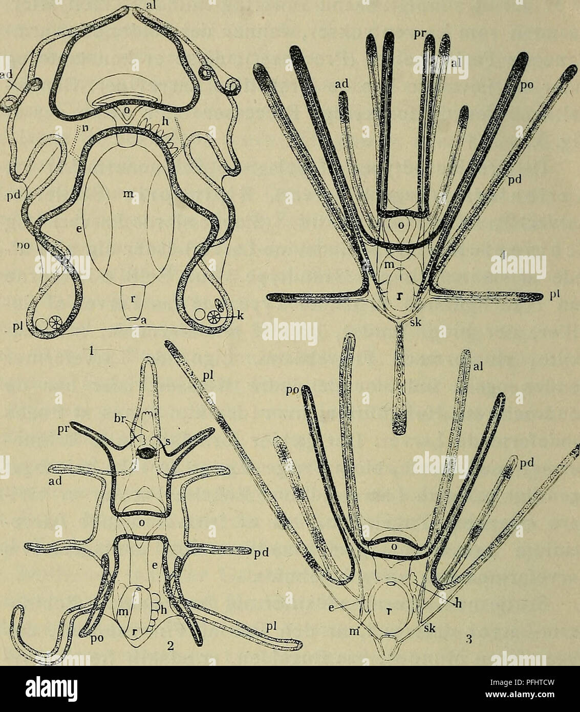 . Danmarks fauna; illustrerede haandbøger over den danske dyreverden... 8. Fig. 3. De 4 Hovedtyper af Echlnodermlarver. 1. Auricularia, Larve af en Søpølse (Synapta); 2. Bipinnaria (i Brachiolaria-Stadiet), Larve af en Søstjerne (Asterias); 3. Ophiopluteus compressus, Larve af en Slangestjerne; 4. Echinopluteus, Larve af et Søpind- svin (Echinocardium cordatum). L efter Semon; 2. efter A. Agassiz, lidt ændret, a. Gataabning; ad. anterodorsale ell. forreste Rygarm; al. antero- laterale ell. forreste Sidearm; br. Brachiolaria-Arme; e. Enterocøl- blærer; h. Anlæg til Vandkanalsystemet (Hydrocølet Stock Photo