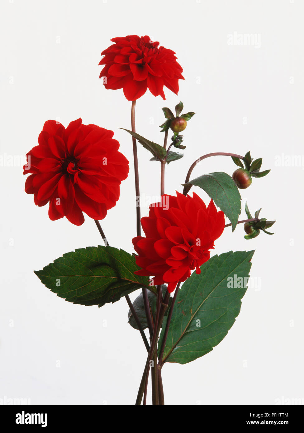 Dahlia 'Grenadier', three red flowers and buds, with large toothed green leaves. Stock Photo