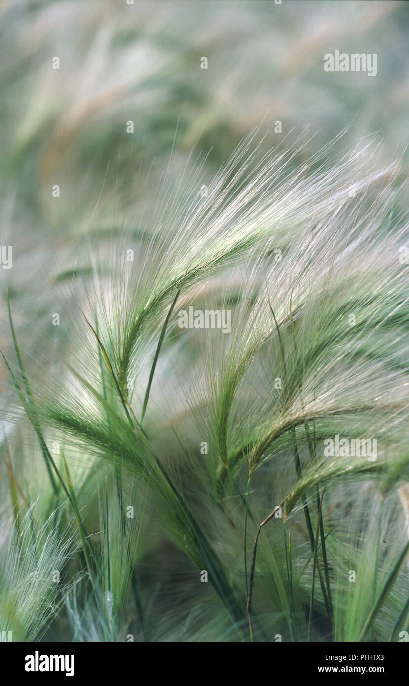 Hordeum jubatum (Squirrel-tail grass), close-up Stock Photo