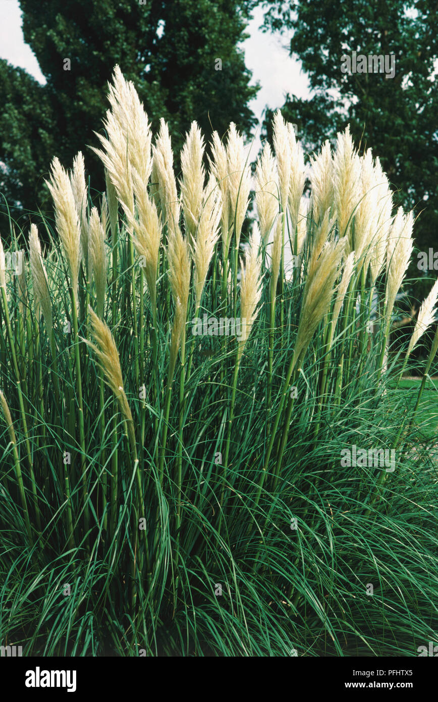 Leaves and flowers from Cortaderia selloana 'Sunningdale Silver', Pampas grass, Tussock grass. Stock Photo