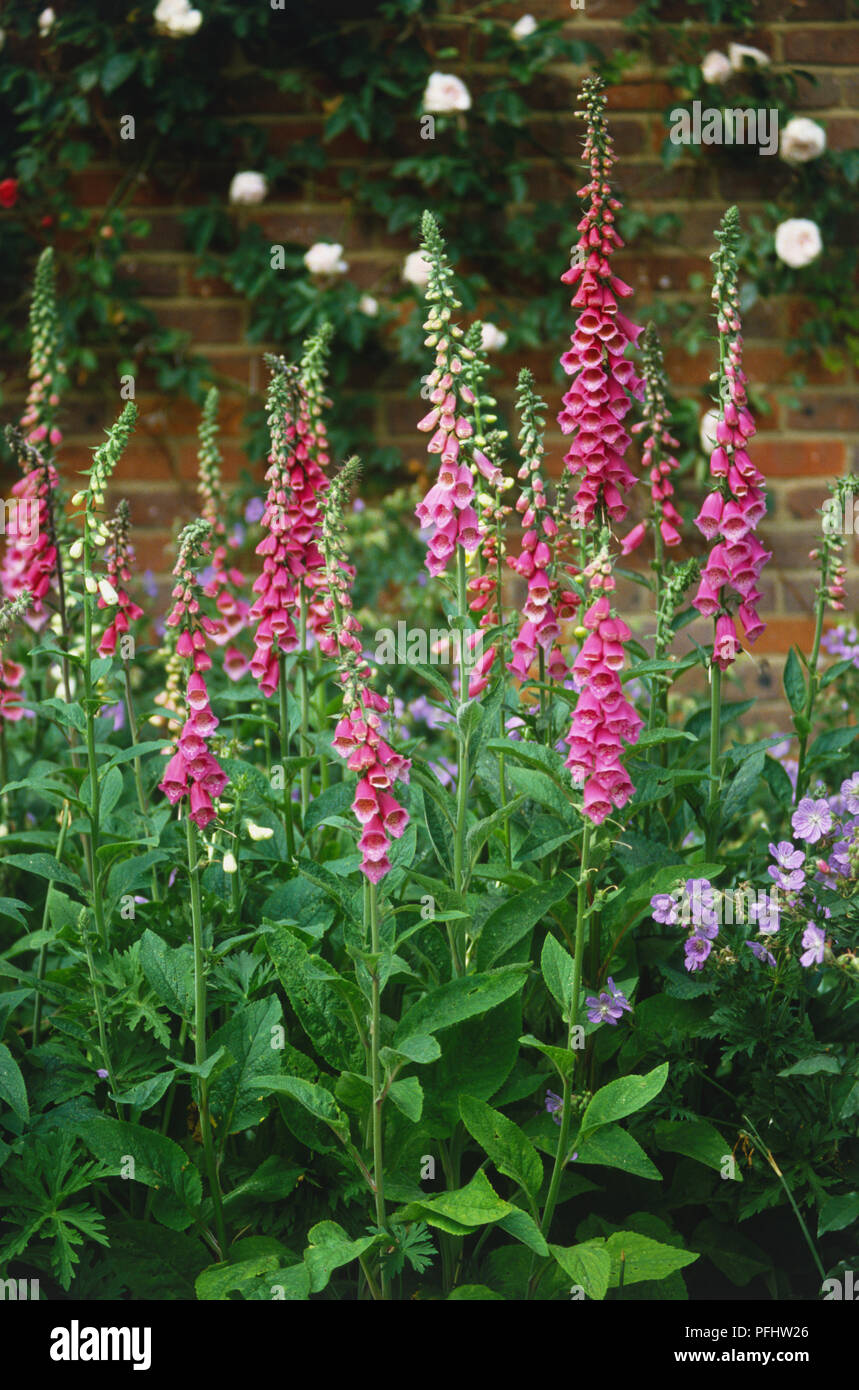 Digitalis purpurea, Foxglove, wildflower bed running along wall covered in creepers Stock Photo