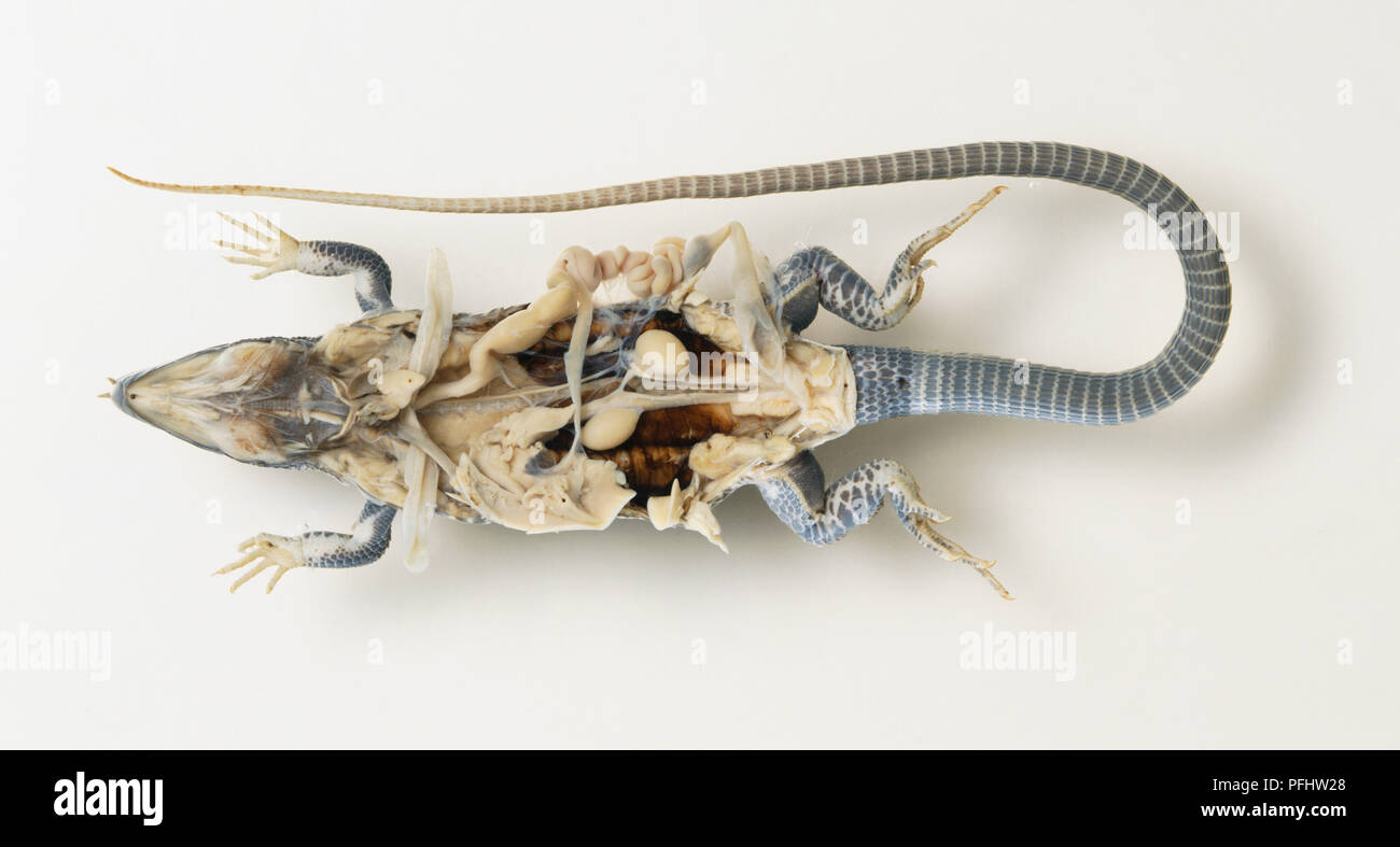 Dissected lizard with intestines revealed, view from below Stock Photo