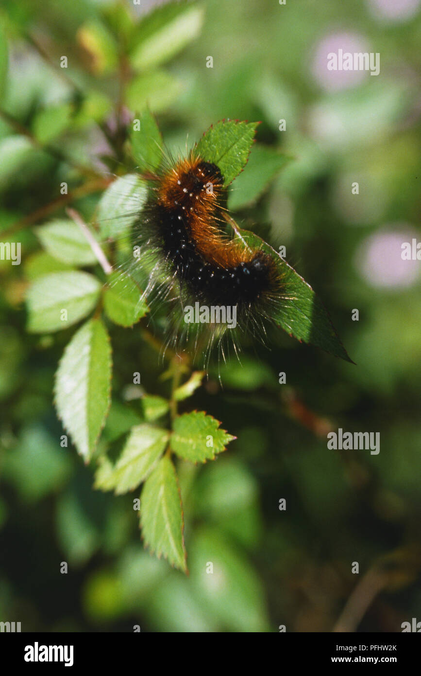 Tiger moth caterpillar hi-res stock photography and images - Alamy