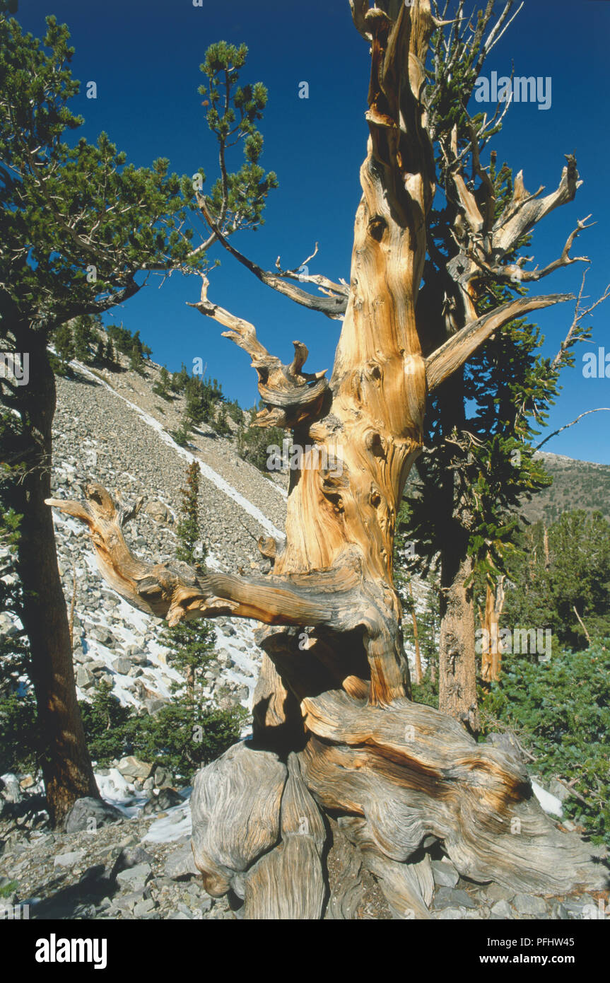 Usa Nevada Pinus Longaeva Great Basin Bristlecone Pine Front View Usa Nevada Pinus Longaeva Great Basin Bristlecone Pine Front View