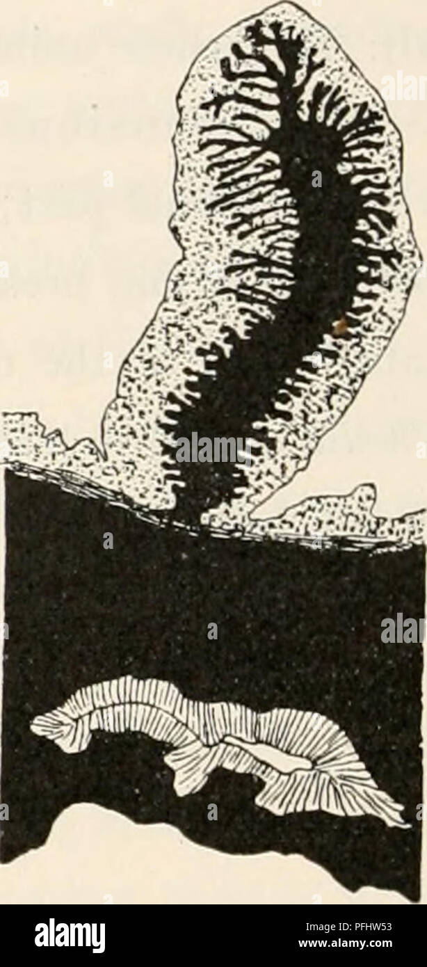 SCP-150 is an obligate parasite that resembles the tongue-eating louse, scp 150