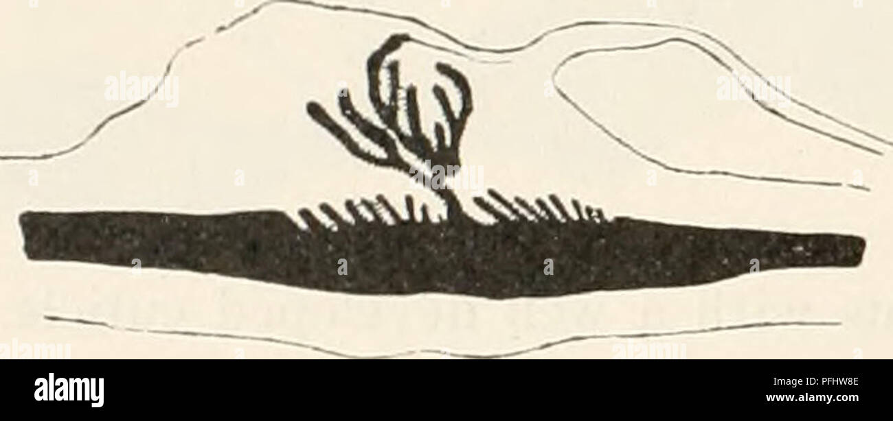 . The Danish Ingolf-Expedition. Scientific expeditions; Arctic Ocean. Fig. 83. The proximal part is rounded and fusing into the middle without distinct outline. No distinct physa is present. The scapus is provided with a sometimes thin, sometimes thick, but translucent, often irregularly wrinkled cuticle, to the outside of which small grains and a great number of detritus-particles are attached. Under low magnifying powers small papilliform elevations are to be seen, which are, however, not regularly arranged, they are as yet only thickenings of the ectoderm as may easily be ascertained on sec Stock Photo