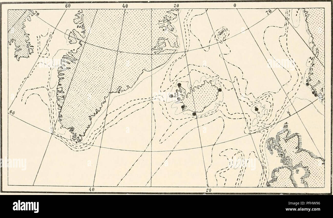 . The Danish Ingolf-Expedition. Scientific expeditions; Arctic Ocean. 112 HYDROIDA II Diphasia rosacea (Linne) L. Agassiz. 175S Srrtularia rosacea, Linne, Systema naturae, Ed. 10, p. 807. 1862 Diphasia rosacea, L. Agassiz, Contributions to the natural history of the United States, vol. 4, p. 355. Upright colonies without distinct main stem. The colonies are irregularly pinnate or bushily nched, segmented, and with a pair of oppositely placed hydrothecse on each internodium. The hvdrothecse are slender, almost evenly tubular, with slightly divergent distal part. The free distal portion of the a Stock Photo