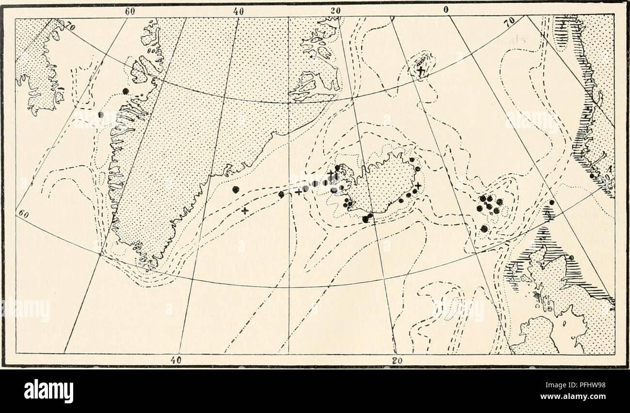 . The Danish Ingolf-Expedition. Scientific expeditions; Arctic Ocean. no HYDROIDA II The &quot;IngolP brought back from several of its stations colonies of the same type described by Ssemundsson as Diphasia Waiideli. They are stiffly built, with a distinctly marked, often some- what darker and plainly segmented main stem. Eacli internodium has a pair of hydrothecse and a branch, directed alternately to either side, so that in these colonies, we have constantly two hydrothecse between two successive branches on the same side of the stem; of these two hydrothecse, the one (the lower) is situate  Stock Photo