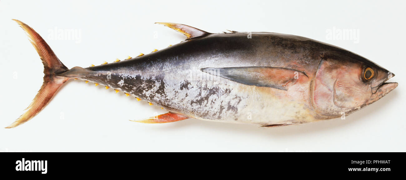 Skipjack tuna, side view Stock Photo