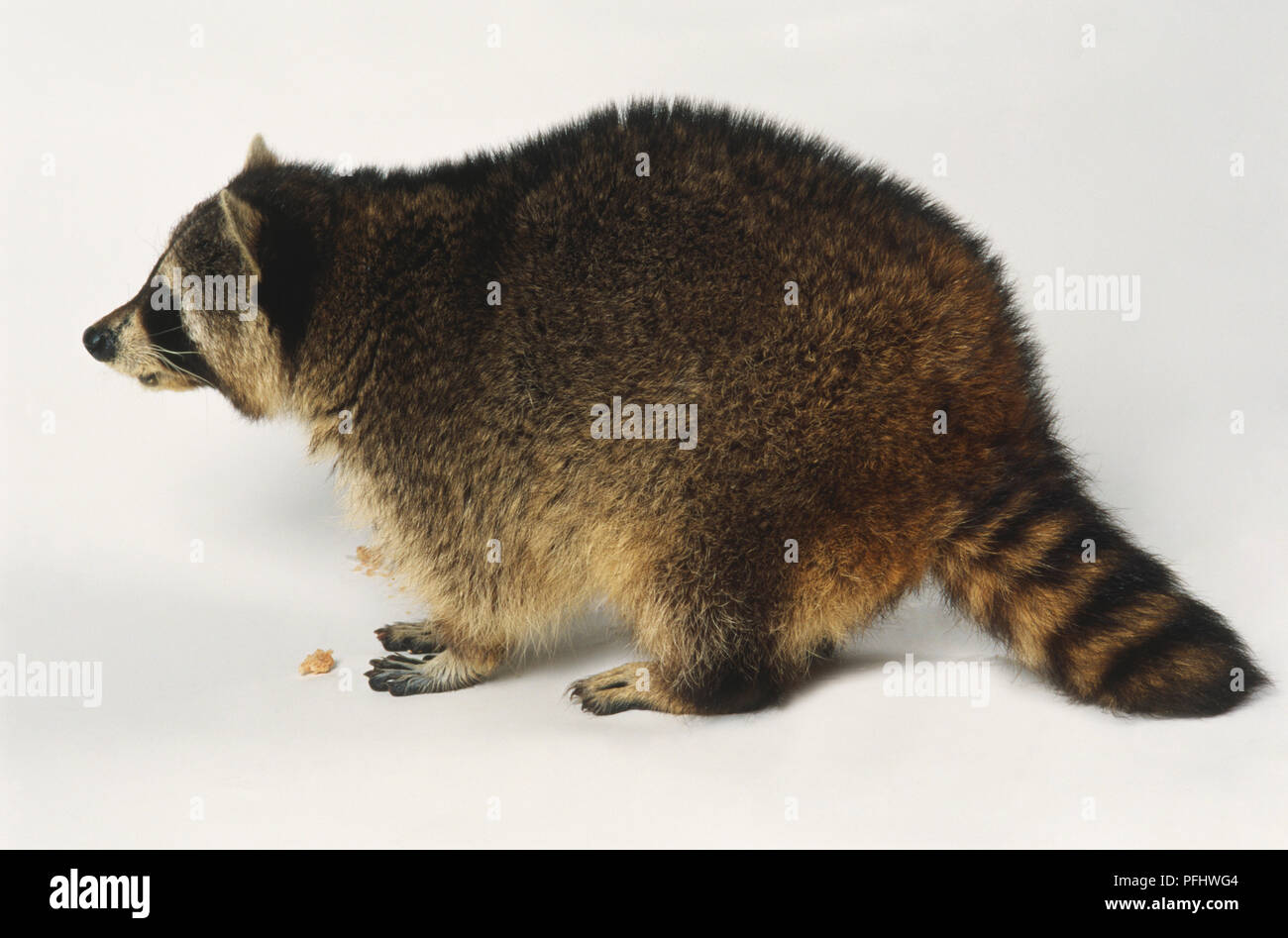 Raccoon, stripy tail, side view Stock Photo