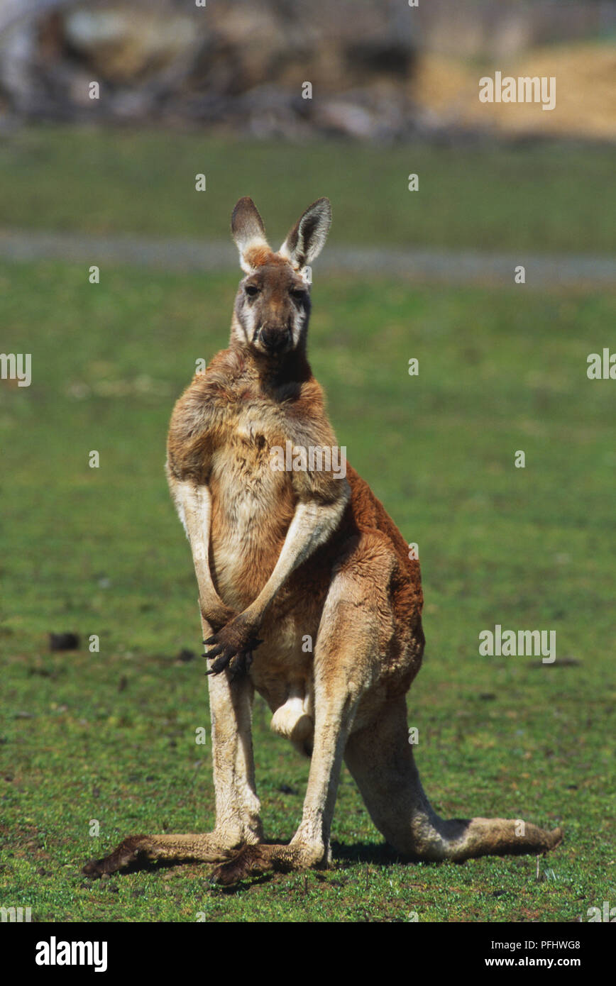Kangaroo in a field Stock Photo
