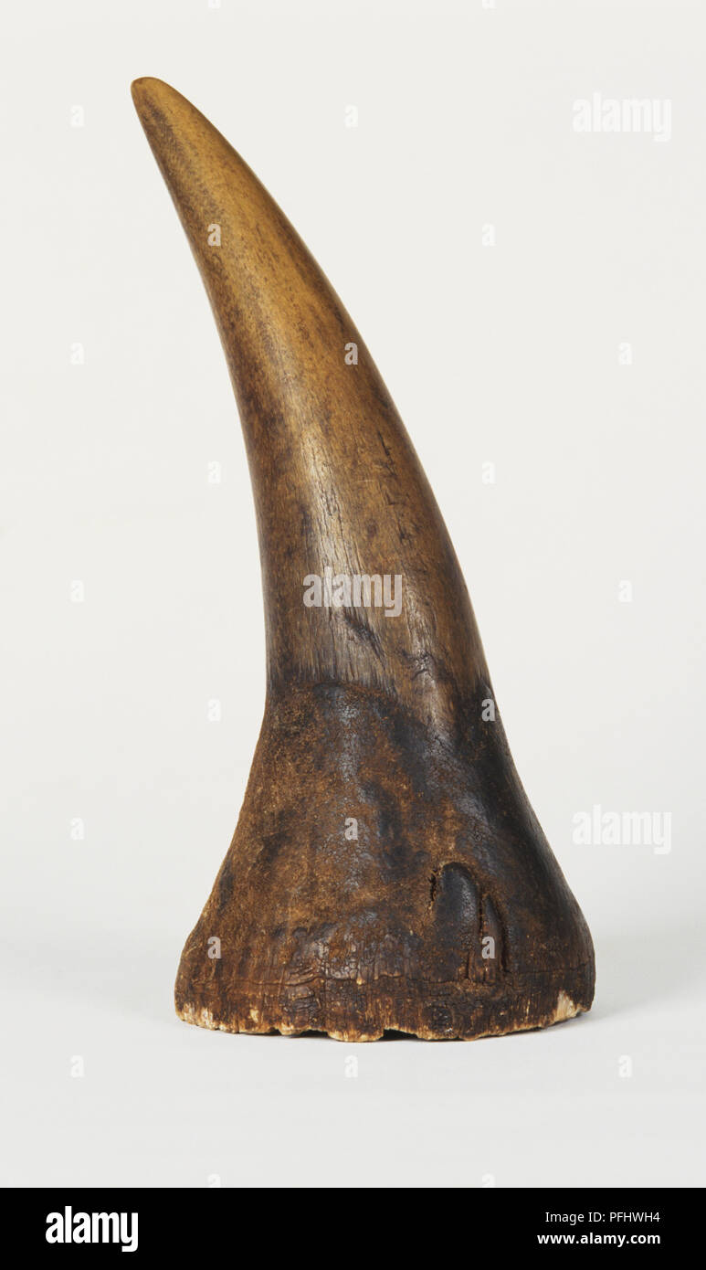 Rhinoceros horn Stock Photo