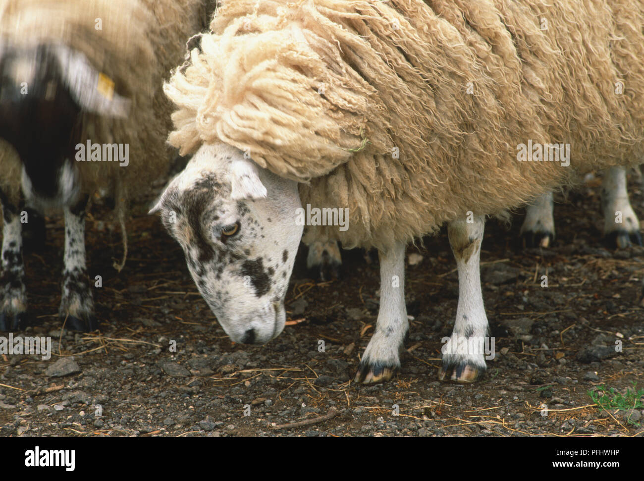 Sheep with black-stained head grazing among its herd, side view Stock Photo