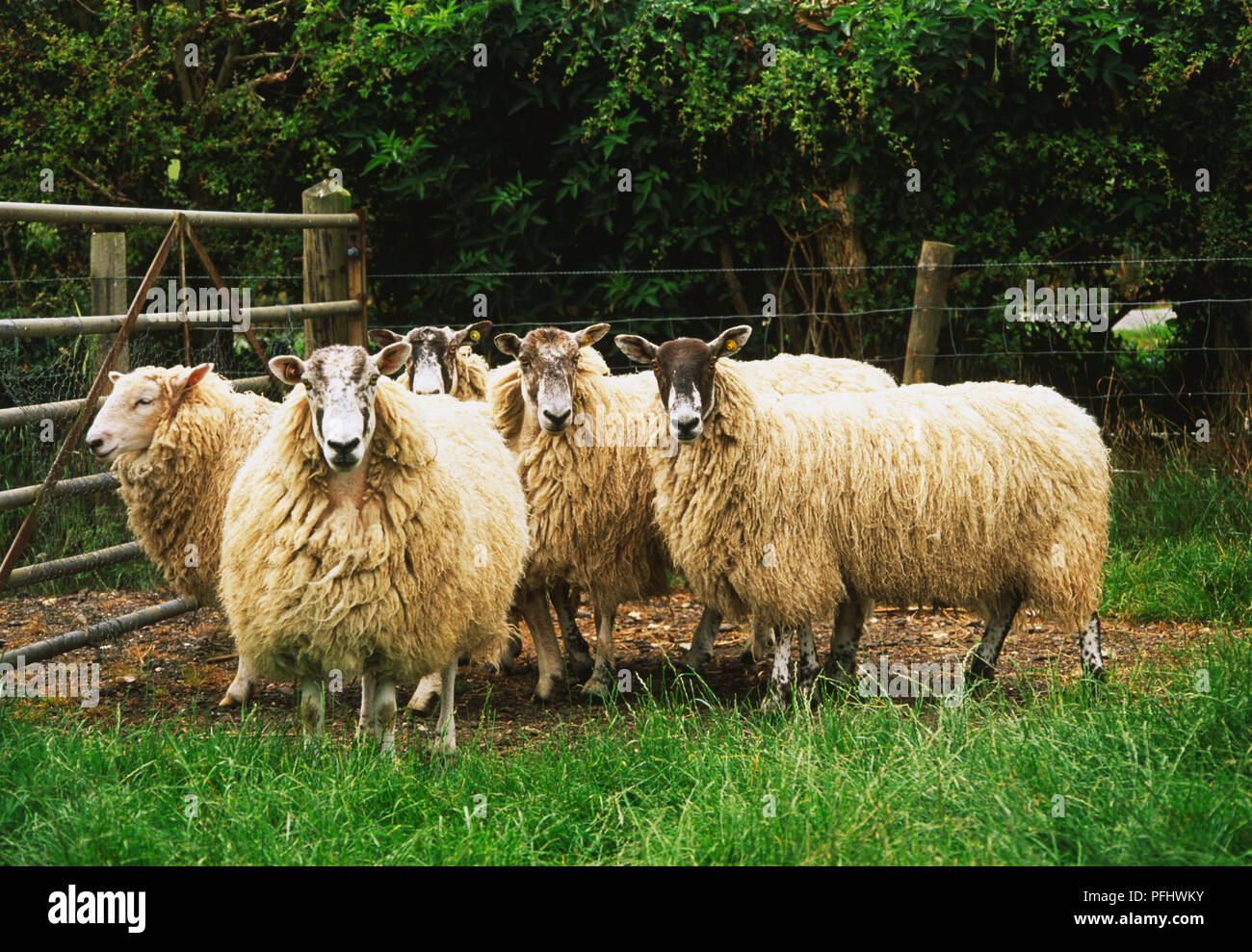 Herd of sheep by field gate, front view Stock Photo
