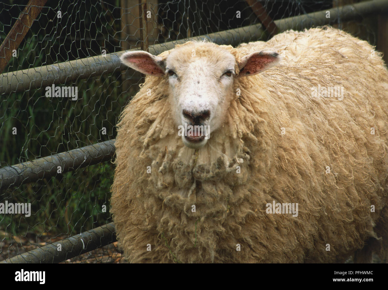 Sheep with long fleece by farm fence, front view Stock Photo