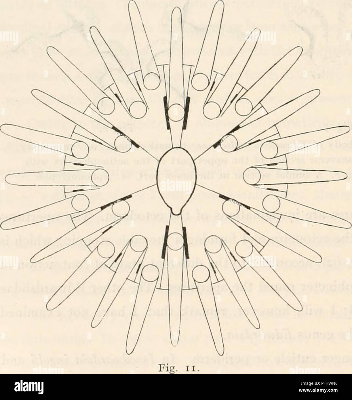 . The Danish Ingolf-Expedition. Scientific expeditions; Arctic Ocean. Fig. 9. Fig. 10. Textfigs. 9—II. Arrangement of tentacles and mesenteries in Edivardsia andresi (fig. 9), E. claparedii (fig. 10) and Milne- edwardsia loveni and carnea (fig. 11). In order to show the arrangement in pairs, the imperfect mesenteries are drawn as having pennons. In fact that is not the case. in Milne-edwardsia polaris. These clusters form weak batteries of nematocysts. In the g^rnxsEdwardsiaand Isoedwardsia the nematocysts of the scapus are more concentrated and enclosed in so-called nemathybo- mes, forming st Stock Photo