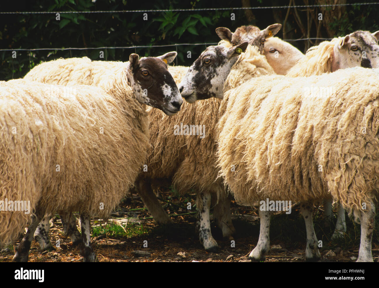 Herd of sheep with black and white heads, front view Stock Photo